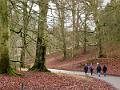 17. Blenheim's beautiful woodland